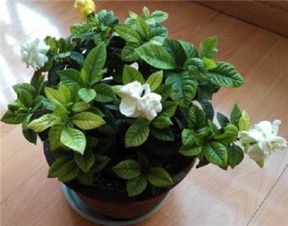 浇浇水， 浇浇水，栀子花要喝水