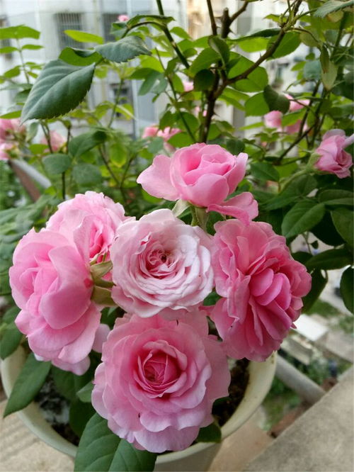 月季花，那啥，就是那种忒别好堪的花卉啦！