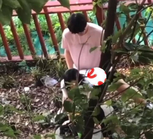 夏季苗木脱脚的原因及防范