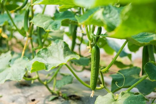 黄瓜苗浇水频率：小苗期3-5天一次，养花秘籍！