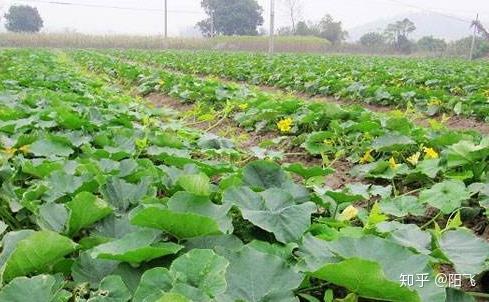 从农业局检测报告扒来的数据：黄金比例