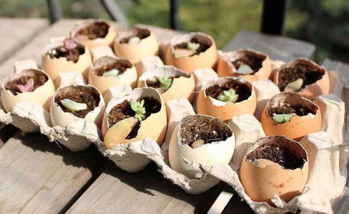 养花的乐趣与挑战