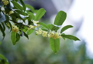桂花树会结果吗？看完这篇你就知道了