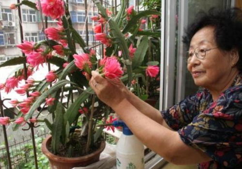 爱养花， 心情就好