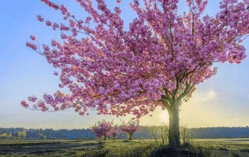 洋紫荆：寓意美好， 庭院种植的佳选