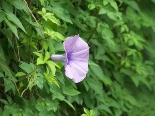 牵牛花那绚烂的形态与生命之美，究竟蕴含着怎样的象征意义