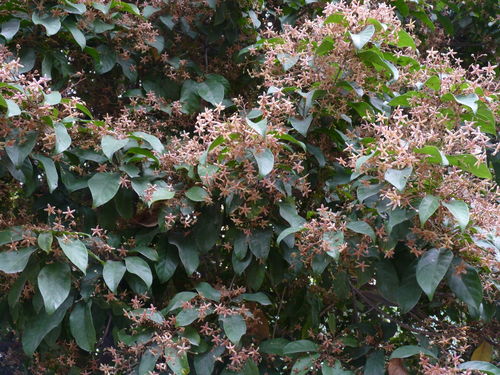 那些花儿， 开在黑龙江