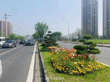 低维护抗病的丰花月季