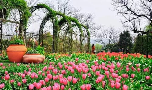 不要乱换土， 矮生花卉大多吃