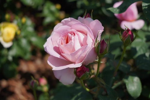 月季新优品种推介会盛大举行