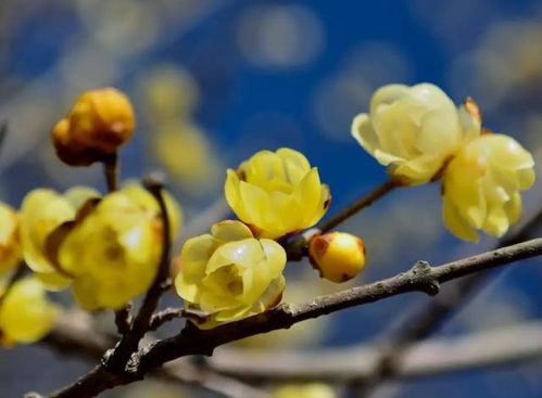 腊梅与梅花的区别