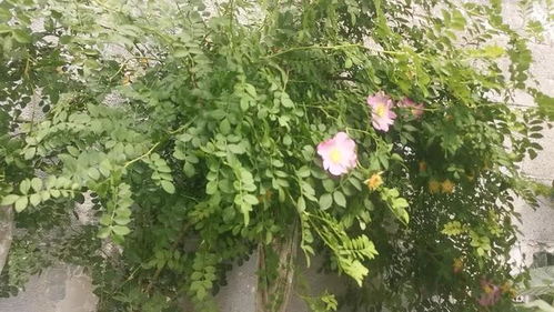 第一步：选苗子， 就像选对象一样重要