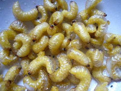 喇叭胶和喇叭胶虫的烦恼，农药来帮忙！