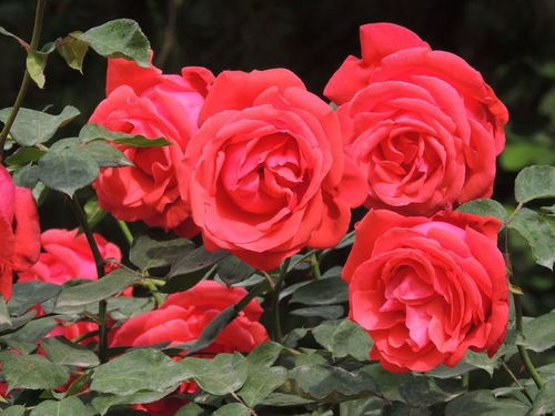 逃离月季坑，是主要原因是药罐子吗？