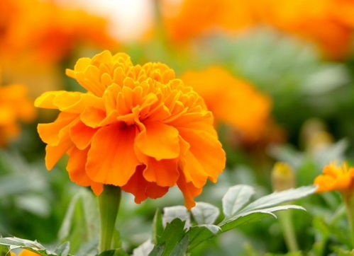 这些花， 秋天种，冬天开