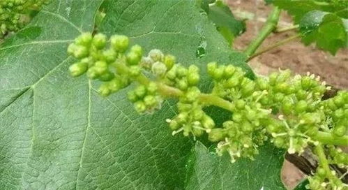 如何平安使用2甲草甘膦