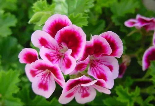 新品种火红薇紫——美得让人心跳