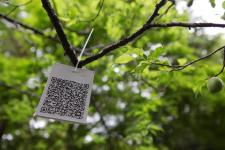 城市管理的新助手：植物二维码的实用价值