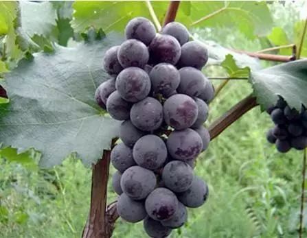 一喷红葡萄，听起来好霸气