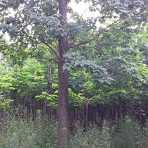 第二步：低价采购攻略