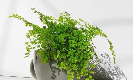 楼顶绿化的其他植物