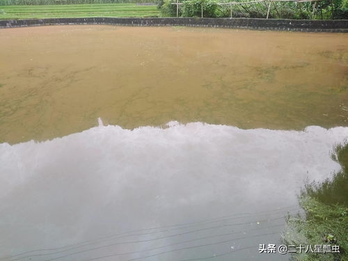 稻田养鱼技巧：培育优质鱼苗与鱼种的实用指南