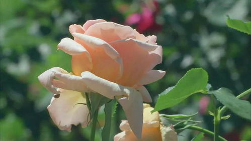 霞辉、 凯歌嘹亮、天坛荣光：富迎辉的杰作