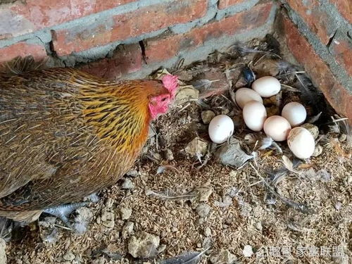 散养土鸡产蛋时间速览：几个月开始下蛋？