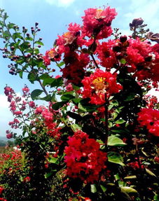 紫薇品种繁多， 按花色主要分为以下几类：