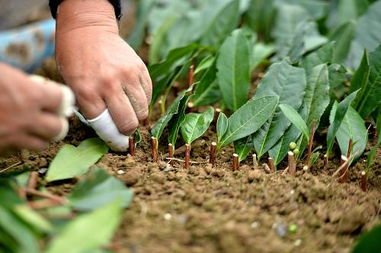 茶油树扦插技术揭秘：联合睿康茶油基地联系方式速览！