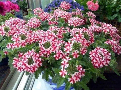 美女樱：色彩艳丽， 好养又耐热