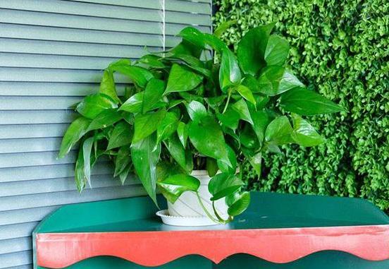 土法子养花：实践出真知