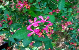 扁豆花：丰收的季节总是那么美丽