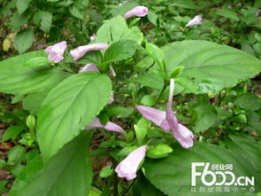 板蓝根：市场需求猛增，价格稳中有升