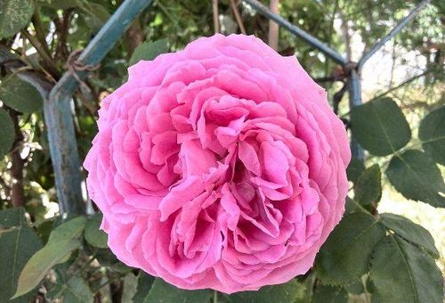 月季扦插的最佳时间是什么时候？不同季节的月季扦插方法有何不同