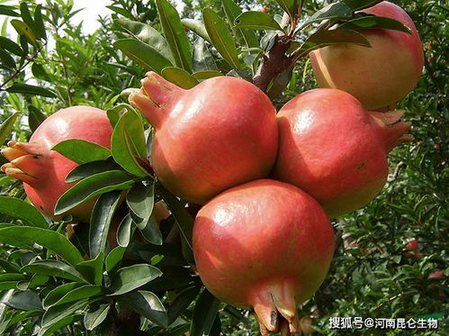 石榴树施肥管理：揭秘蕞佳施肥时间与肥料选择