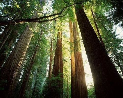 树木品种大揭秘：扫一扫， 身边的绿色宝藏