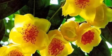 金花茶，陕南的宝藏