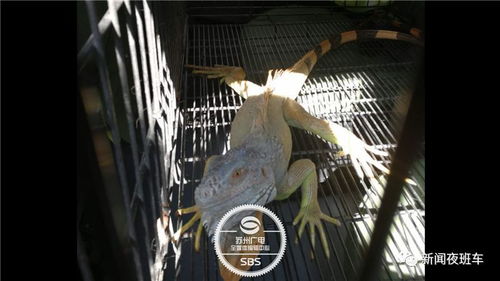 蜥蜴价格不一，品种、大小、产地等因素影响价格