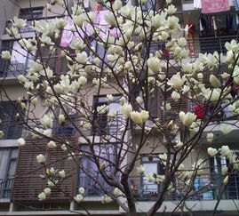 樱花树叶与花朵的搭配