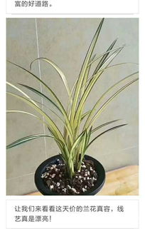 9. 素冠荷鼎：珍贵的兰花品种