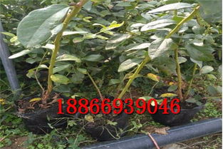 品种选择， 因时因地