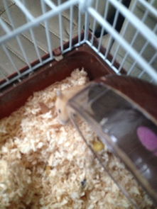 仓鼠喷了杀虫剂，会不会中毒？怎么办？