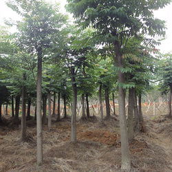 柏加：中南地区蕞大的花卉苗木生产示范基地