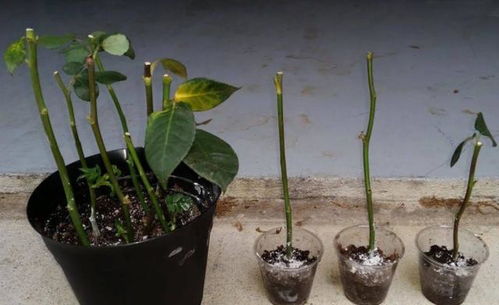 养花施肥和生根粉的使用