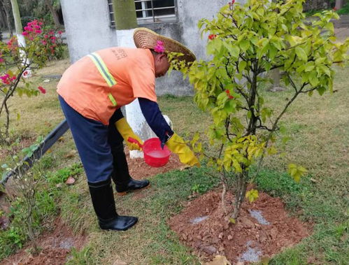 病虫害防治，保障植物健康