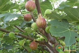 无花果怎么种？如何才能让无花果高产又好吃