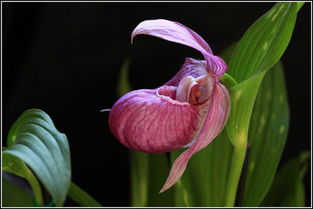 草植物花卉与天南星科花卉：大自然的美丽礼物