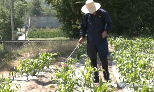 玉米粘虫的危害与防治