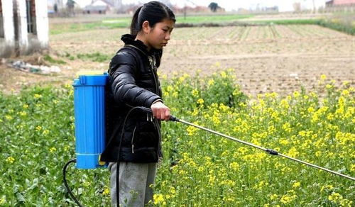 问答拓展：西红柿旺长， 丙环唑如何应对